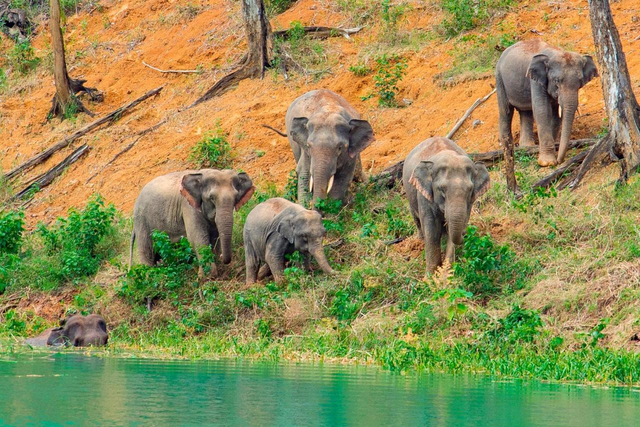 Khao Sok National Park Khao Sok Riverside Cottages מראה חיצוני תמונה