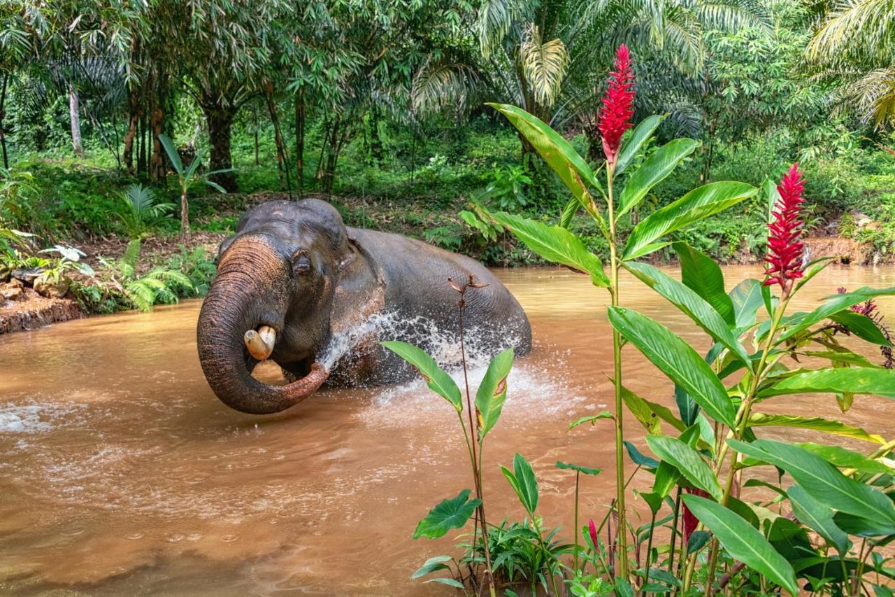 Khao Sok National Park Khao Sok Riverside Cottages מראה חיצוני תמונה